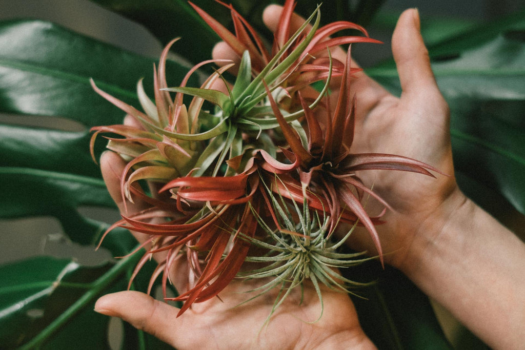 Tillandsia : Air Plant Care