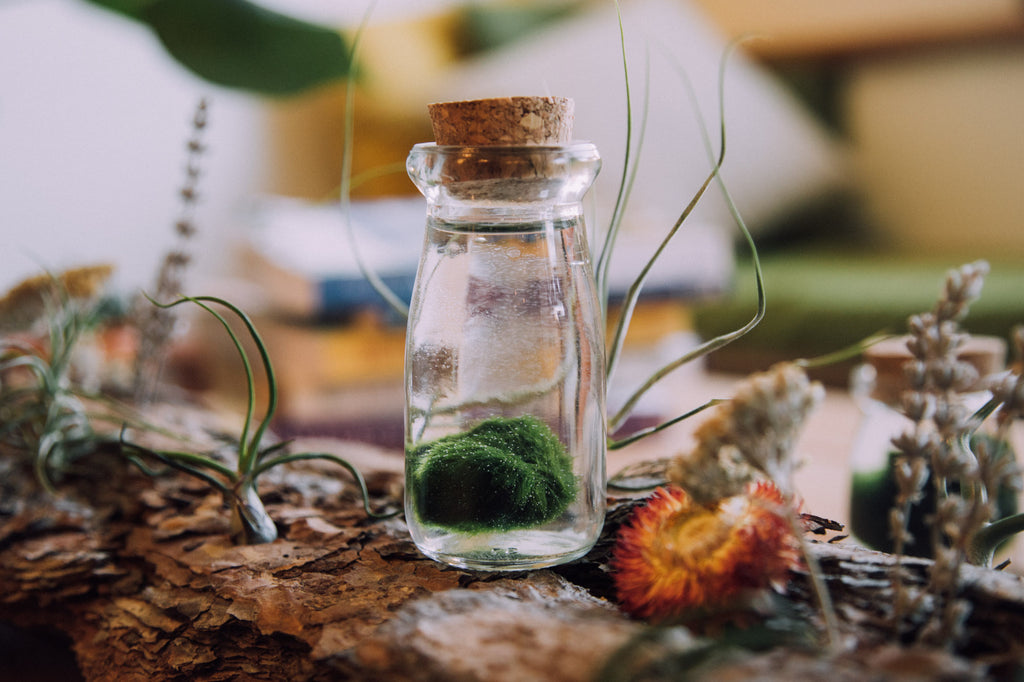 The Amazing Marimo Ball