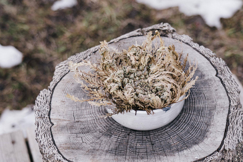 Rose Of Jericho: Selaginella lepidophylla: The Resurrection Plant
