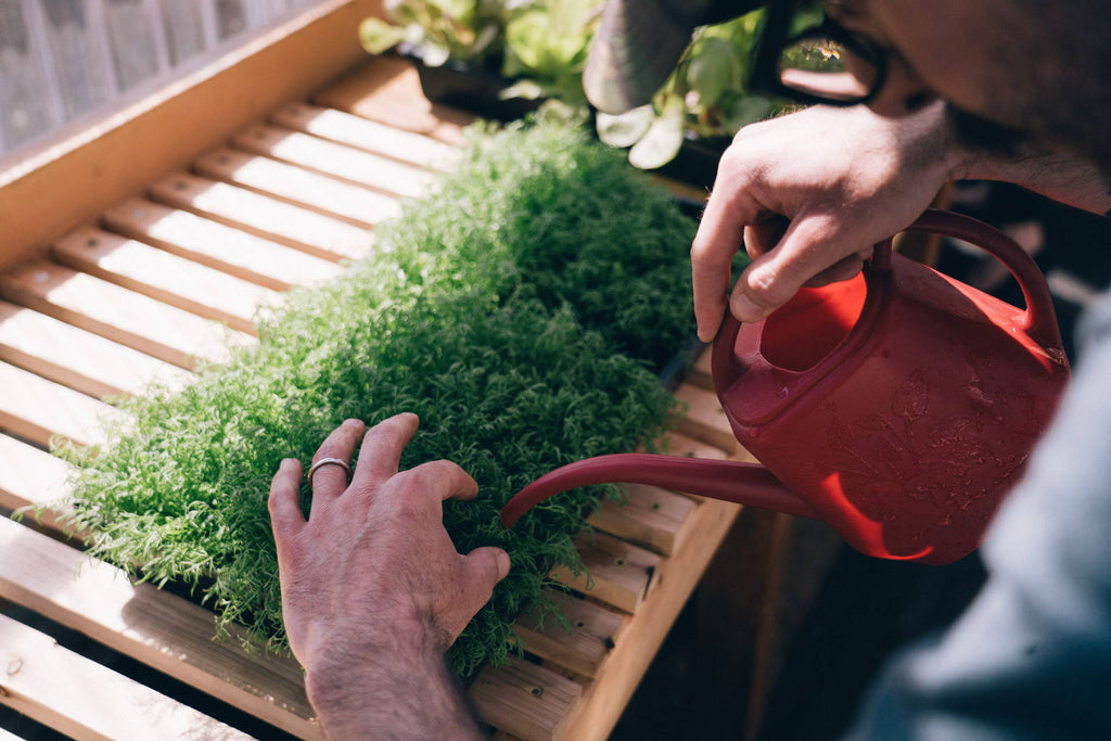 How to Transplant Starts to your Garden