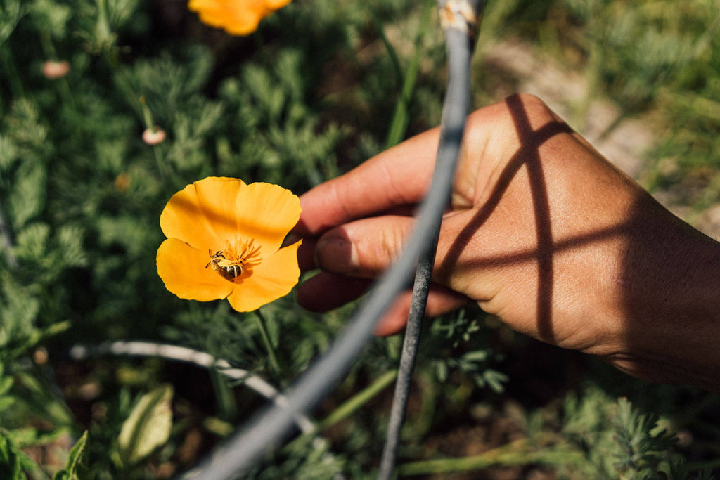 Creating a Pollinator Garden
