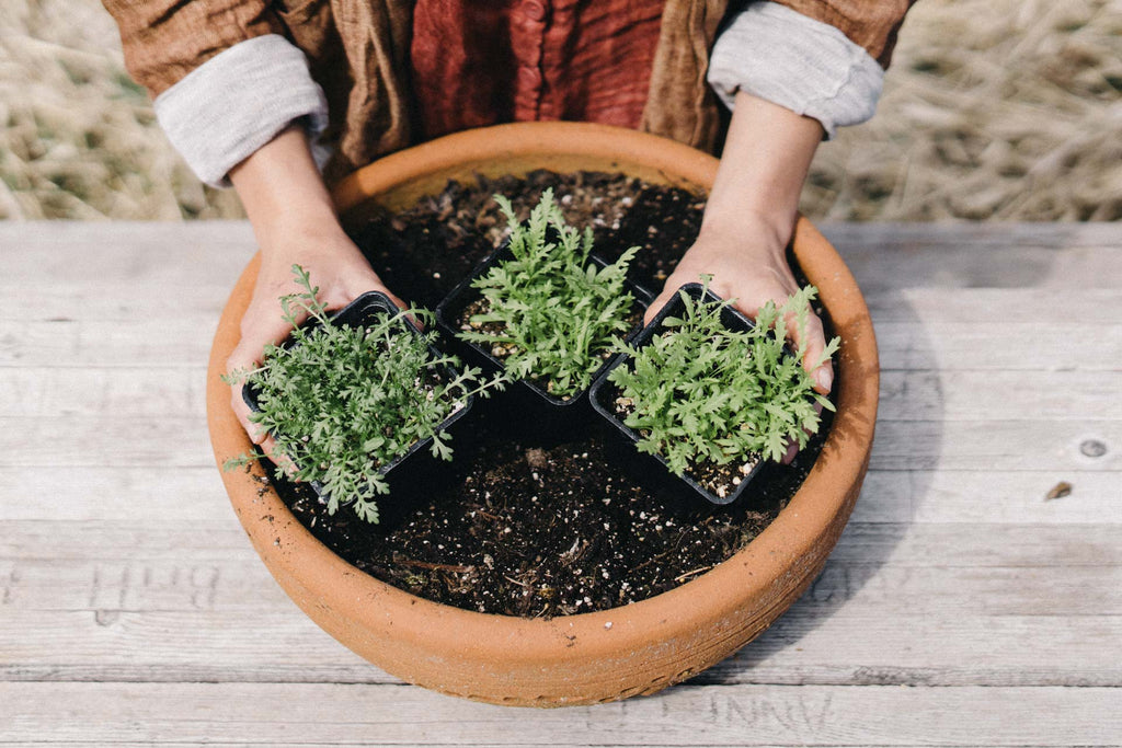 Container Gardening with Medicinal and Culinary Herbs