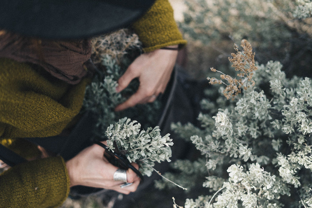 An Afternoon with Big Mountain Sagebrush