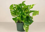 4'' Gold Pothos Epipremnum aureum