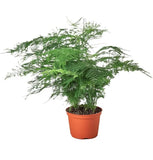 6'' Asparagus Plumosa Fern