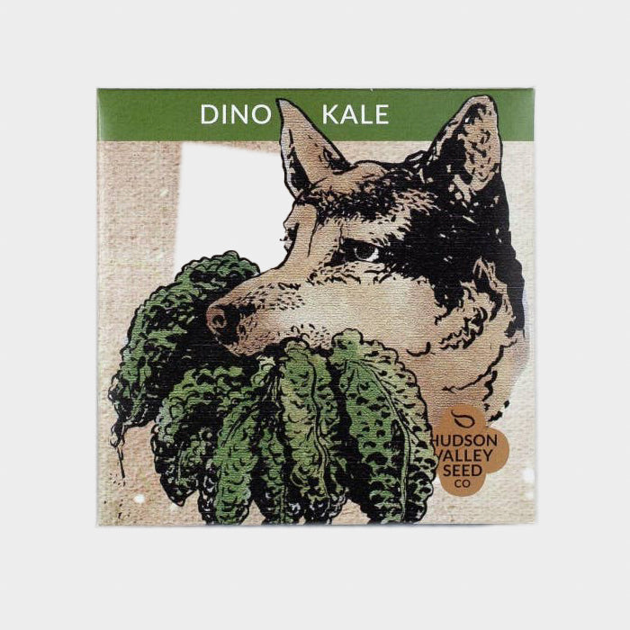 Dino Kale