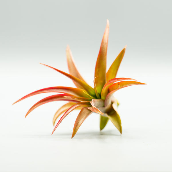 Air Plant: Red Abdita – The Plant Ally