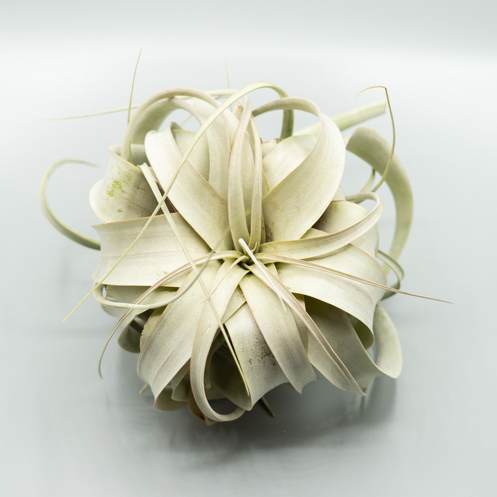 Air Plant: LARGE Xerographica